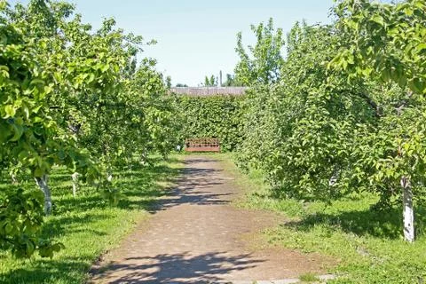 The road in the Park is surrounded on both sides by green trees and shrubs in Stock Photos