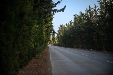 Road passes through a forest Stock Photos