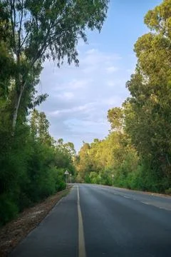 Road passes through a forest Stock Photos