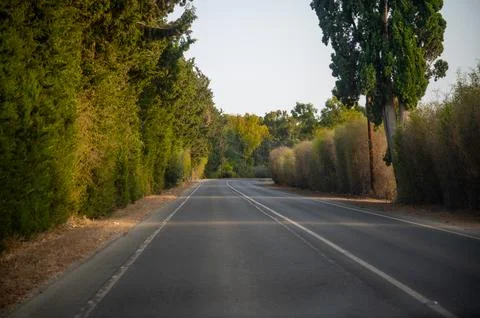 Road passes through a forest Stock Photos