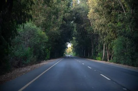Road passes through a forest Stock Photos
