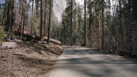 Road Passing Through Burnt Forest After Wildfire Sequoia Park Stock Footage 314893743