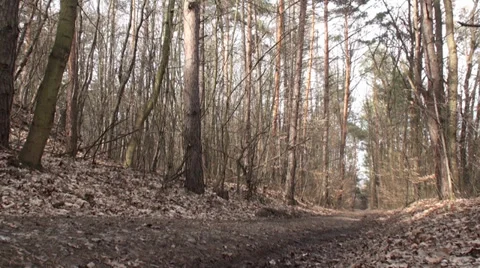 Road Passing Through Forest 1 Stock Footage 35827559