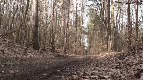 Road Passing Through Forest 1 動画素材 35827663