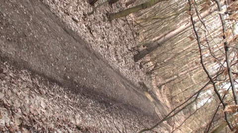 Road Passing Through Forest 3 Stock Footage 35827523