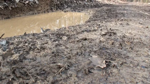 Road Passing Through Forest 4 Video stock 35827372