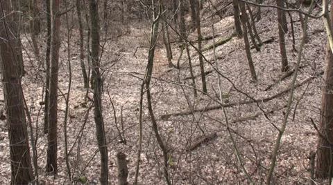 Road Passing Through Forest 5 動画素材 35827214