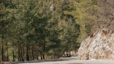 The road passing through the pine forest. Stock Footage 108004556