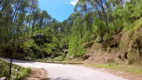 Road passing through the pine trees in mountain Stock Footage 220413671