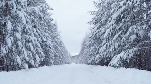 A road passing through a snow-covered forest. The road in the winter forest. Stock Footage 260292324