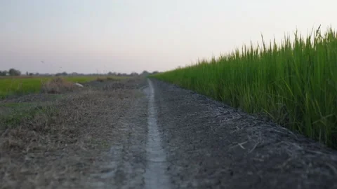 Road path in the green field Video stock 233577054