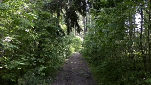The road path with green trees in the forest. Stock Footage
