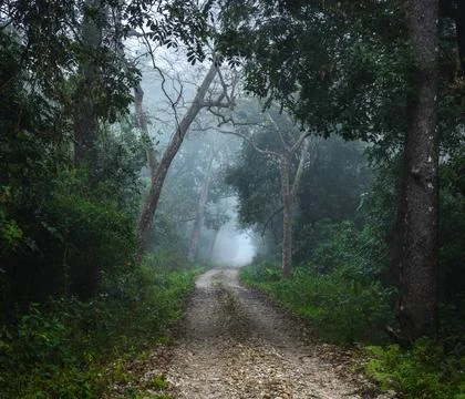 A road path in a misty forest of Chitwan National Park Stock Photos
