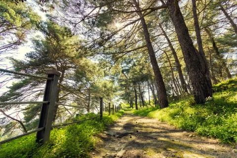Off road path in a small forest Stock Photos