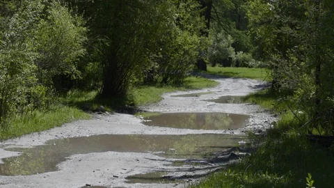 The road, paths in the deep forest with muddy puddles. No one is there Stock Footage 126598569