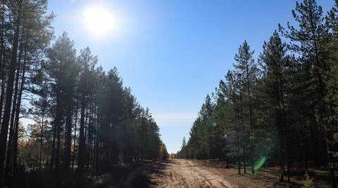 Road in a pine forest against the background of blue sky and bright sun Foto stock