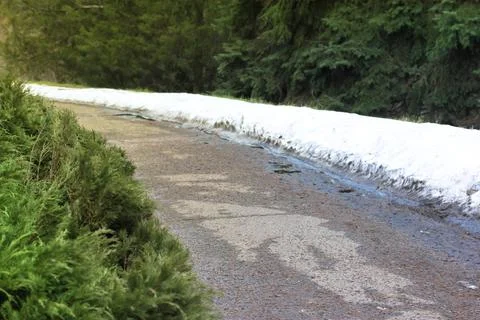 A road in a pine forest. Branches of evergreen conifers. Snow on the roadside Stock Photos