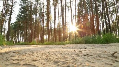 Road in a pine forest Stock Footage 122824208
