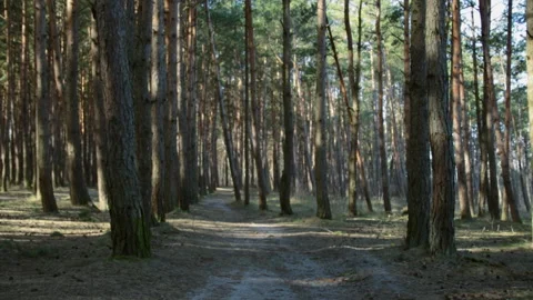 The road in the pine forest 库存影片 154606865