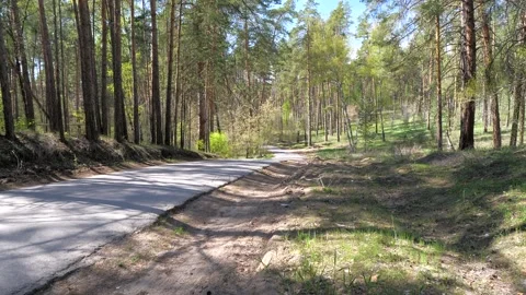 A road in a pine forest. Stock Footage 189821737