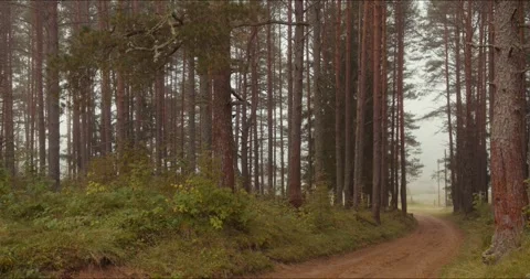 The road in the pine forest Stock Footage 305915871