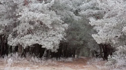 Road in the pine forest in the frost 스톡 동영상 75810284