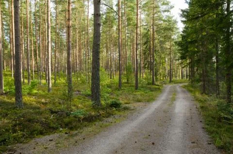 Road into a pine forest Stock Photos
