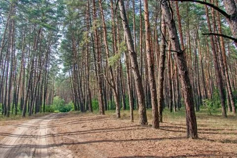 Road to a pine forest Stock Photos