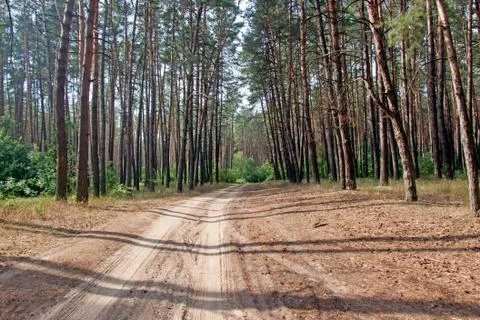 Road to a pine forest Stock Photos