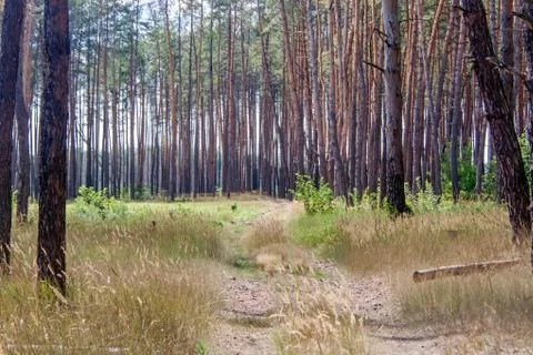 Road to a pine forest Stock Photos