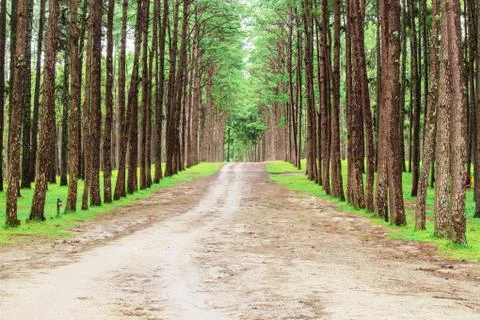 Road to the pine forest. Foto stock