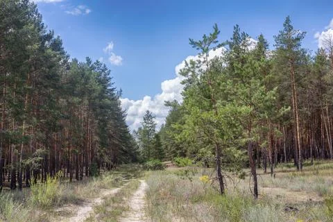 Road in a pine forest. Stock Photos