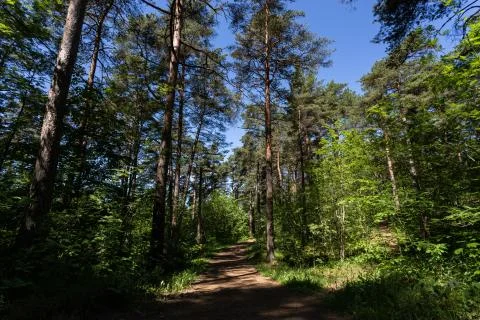 Road in the pine forest Stock Photos
