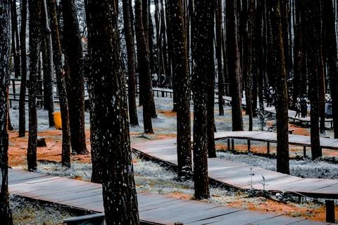 Road in the pine forest Stock Photos
