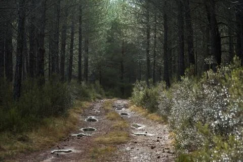 Road in pine forest with rain 스톡 사진