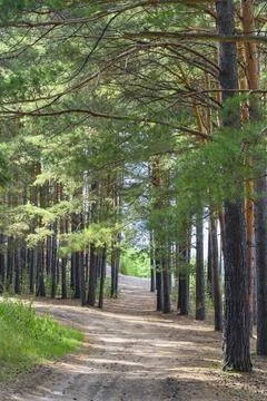 A road in a pine forest in summer Stock Photos