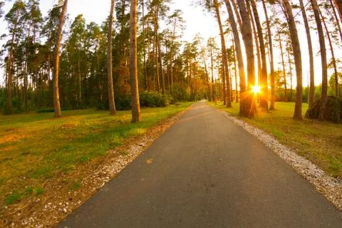 Road in pine tree forest Stock Photos