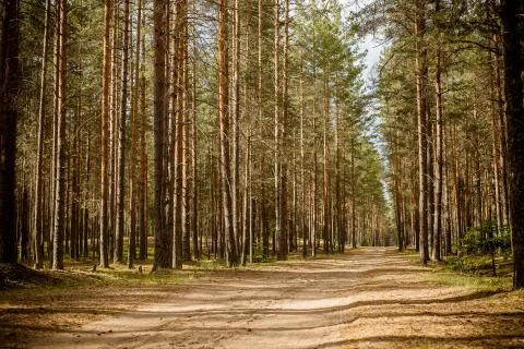 Road at a pine tree forest.Park path sunlight scene. Spring green forest of Fotos Stock