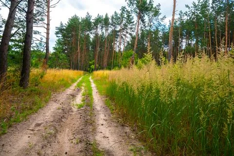 Road in Pine trees forest. Stock Photos