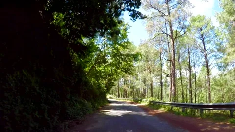Road in the pine trees jungle in uttrakhand Video stock 220413565