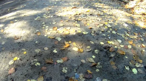 Road POV Видео 45616299