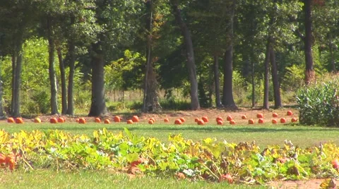 Road to Pumpkin Patch Stock Footage 40684223