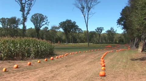 Road to Pumpkin Patch Stock Footage 40684584