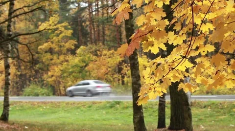 Road rain autumn Stock Footage 42934661