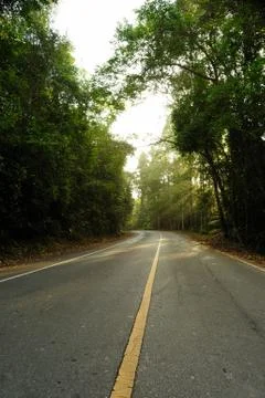 Road in rainforest. Stock Photos