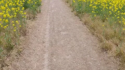 Road of rape blossoms Stock Footage 241139585