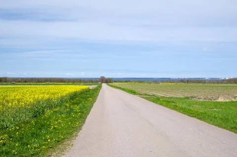 Road by rapefield Stock Photos