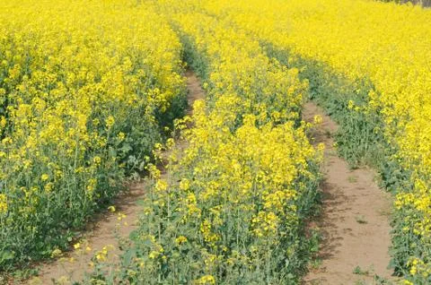 Road in rapeseed field Stock Photos
