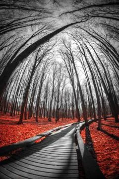Road in the red forest. Foto stock