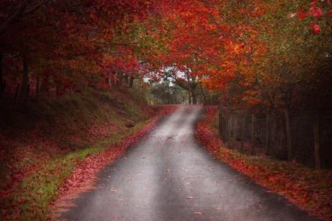 The road with red trees Stock Photos